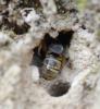 Lasioglossum sp.